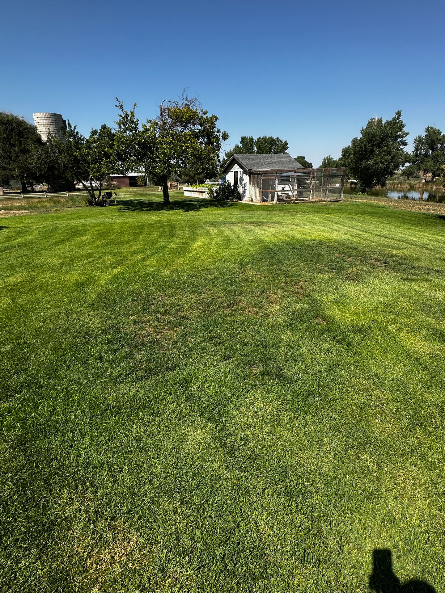 Same lawn one week later showing significant green recovery across the previously dead strip