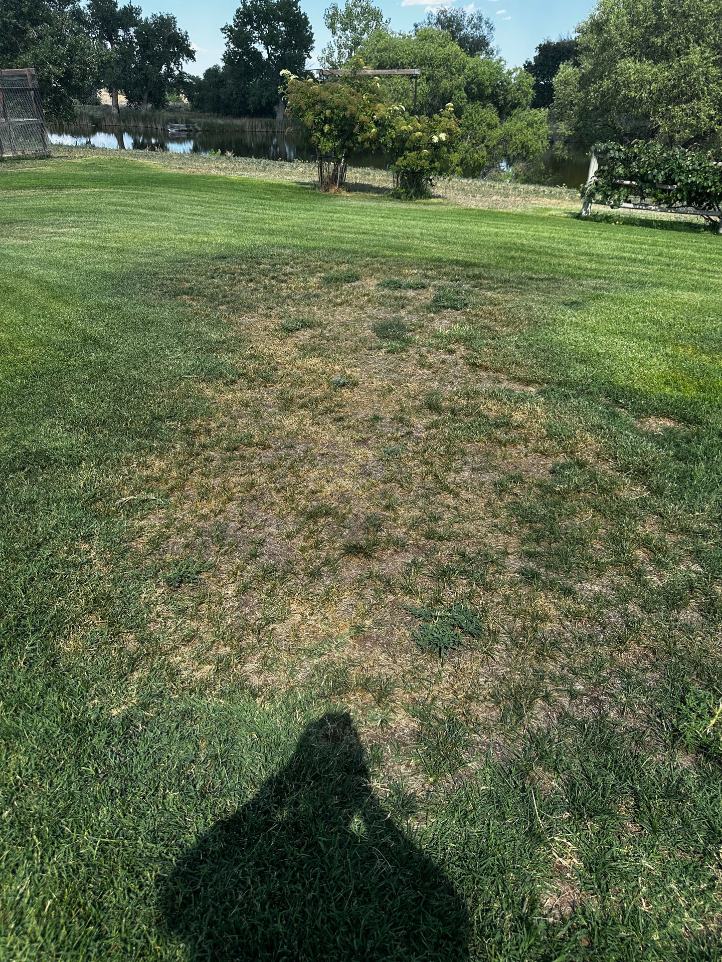 Dead brown strip running through otherwise green lawn on rural Longmont property — decades-old laundry leach field