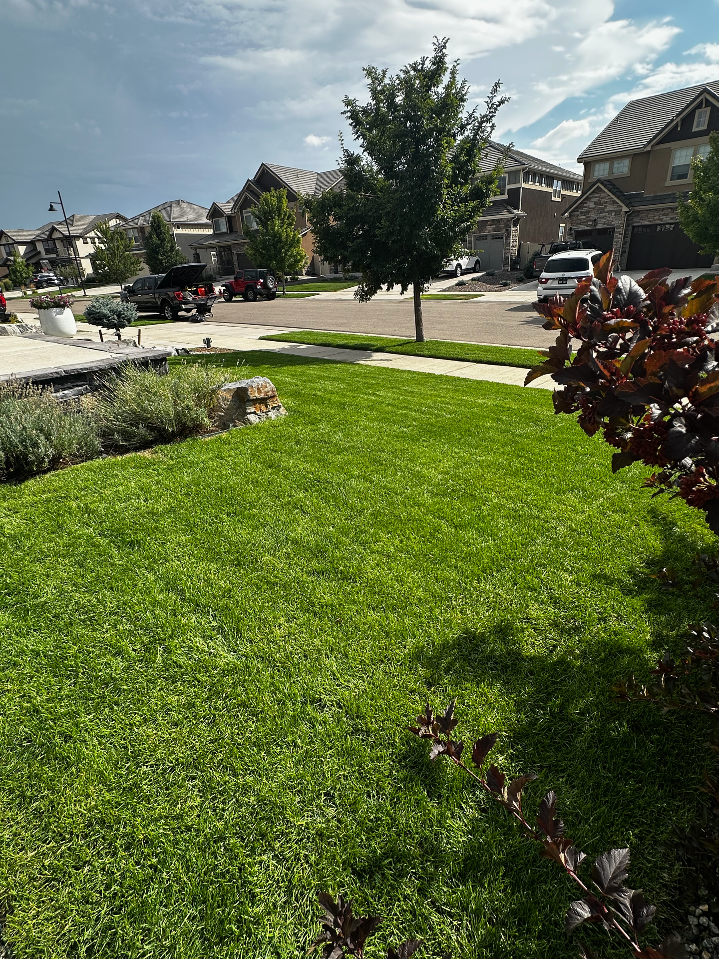 Clean mow stripes on boulevard strip in Erie Highlands neighborhood