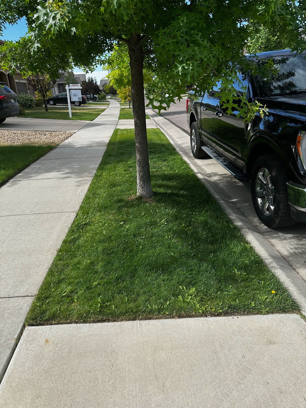Green boulevard strip and tree lawn after recovery
