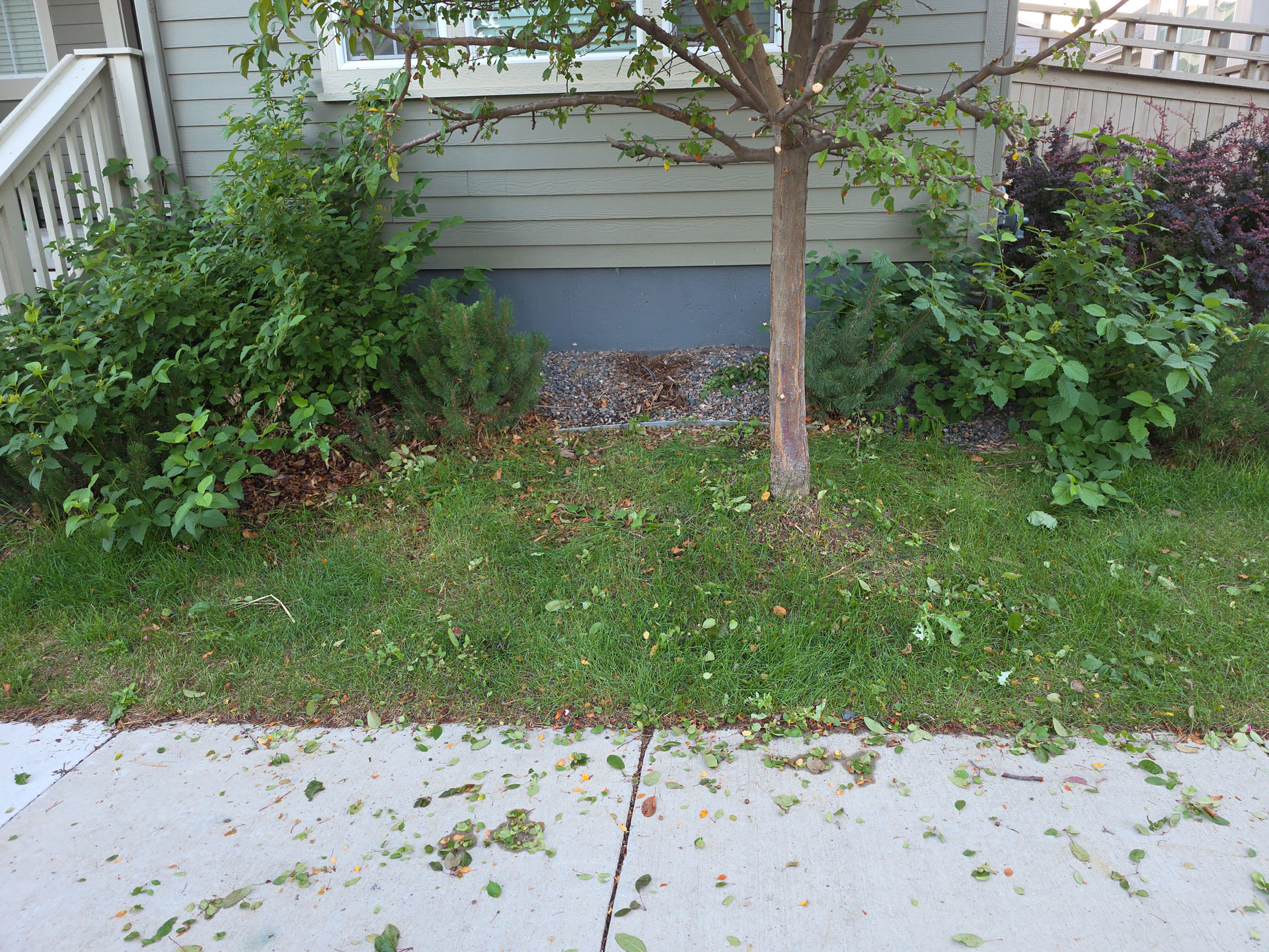 Overgrown shrubs before cleanup in Erie Commons