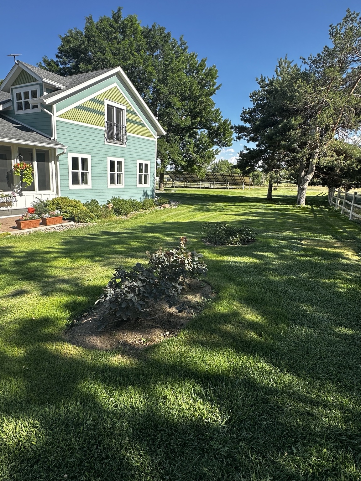 Longmont sod at week 3 — grass rooting in and filling out across the property
