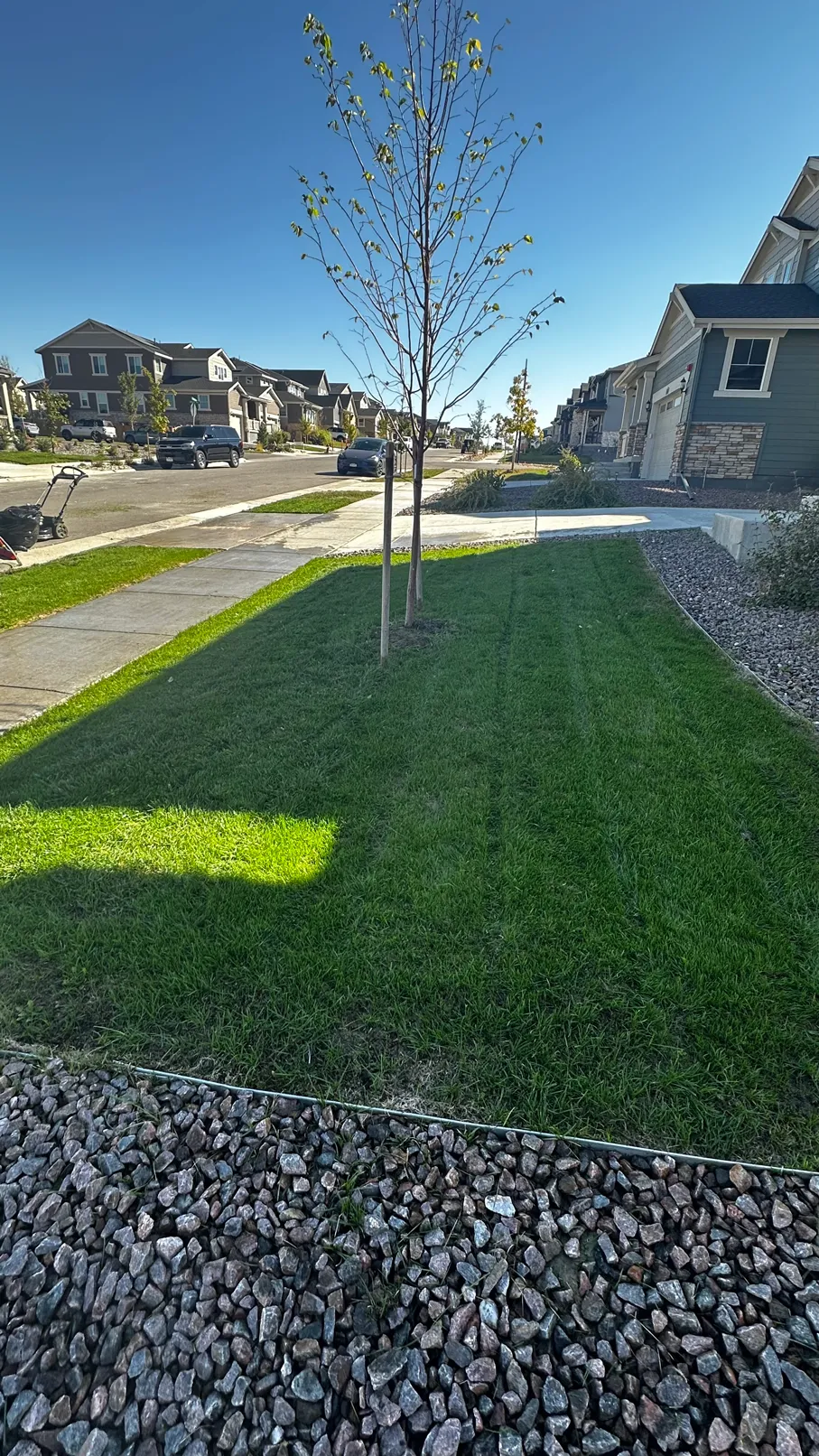 Recovered boulevard strip with mow lines and young tree in Sunset Village after Lawn Rx treatment
