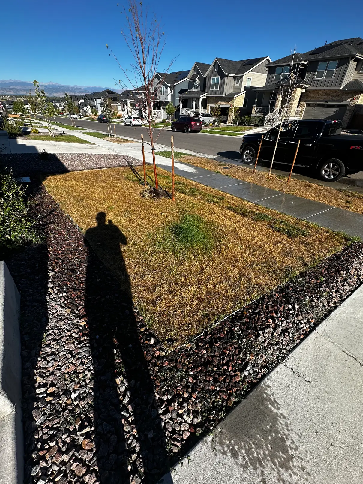 Wide view of dead front lawn before treatment