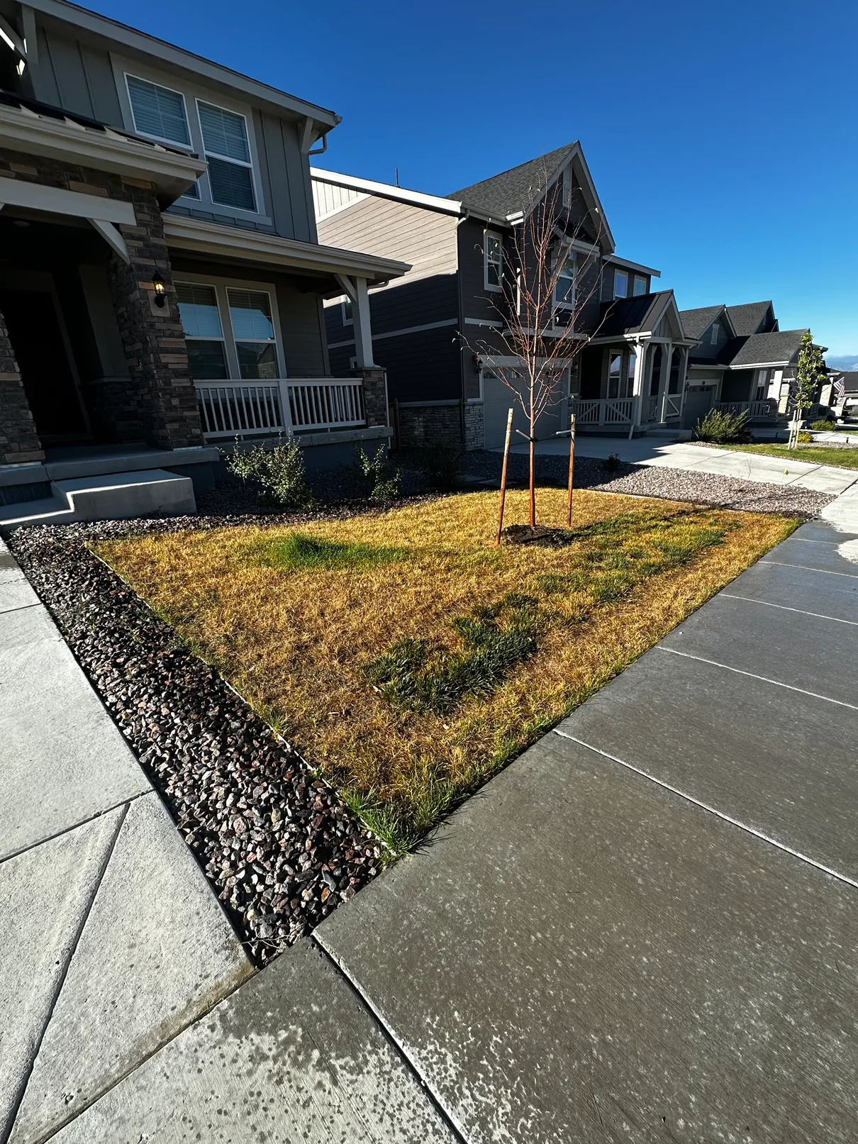 Dead brown front lawn in Sunset Village after sprinkler shutoff